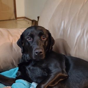 Meet your Posher, Josh